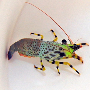 Saron Inermis Hembra