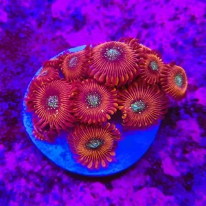 Zoanthus Red Magician