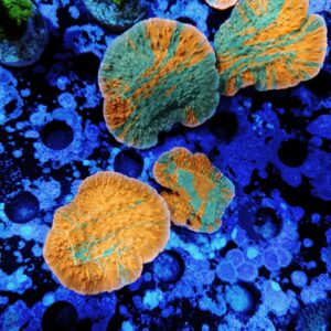 Montipora Grafted