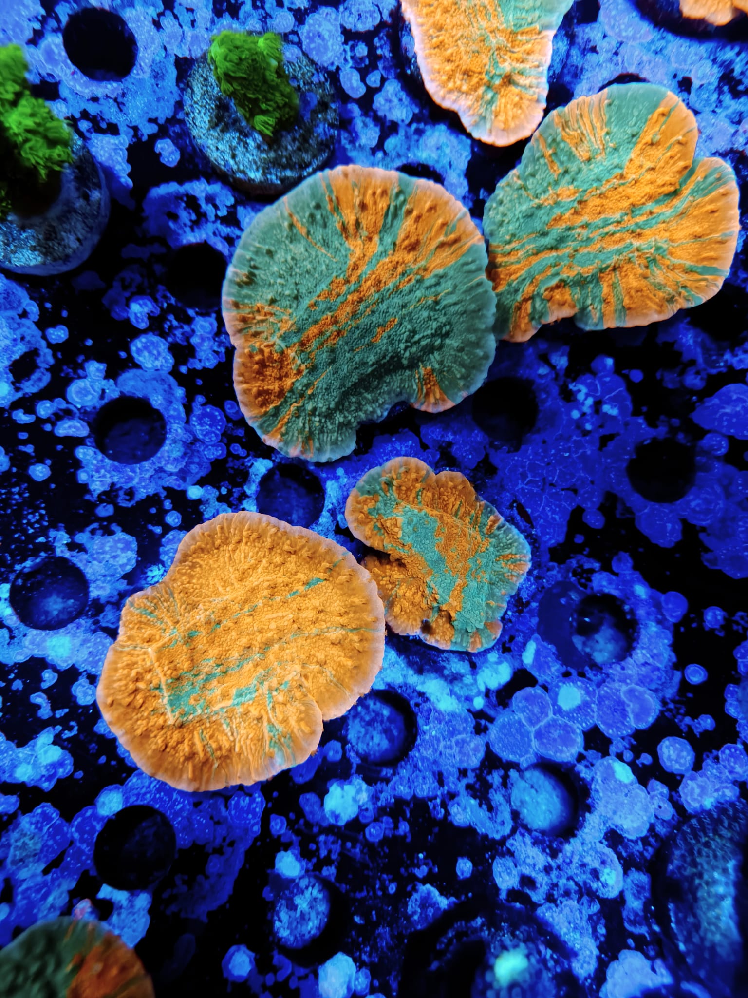 Montipora Grafted