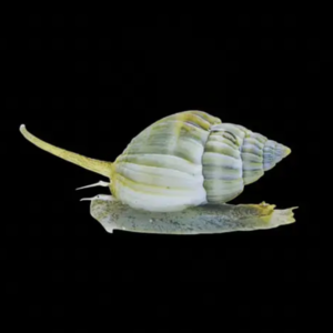 Nassarius Grephiterus