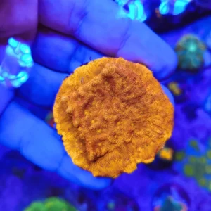 Leptoseris Orange Ultra (Frag Mediano)