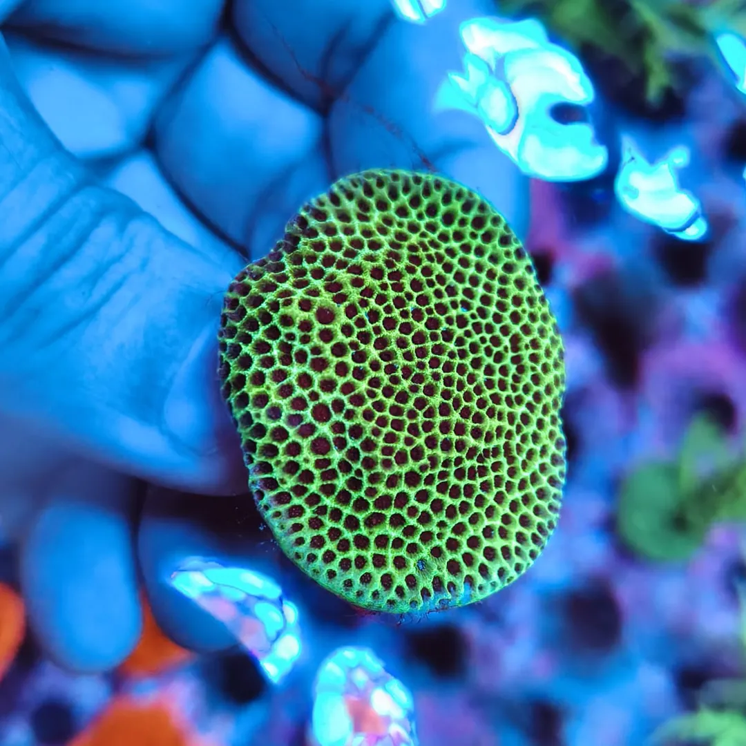 Porites (Frag)
