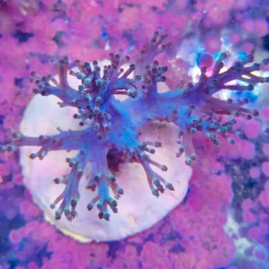 Cespitularia Blue