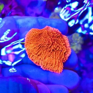 Montipora Plato Rojo (Frag)