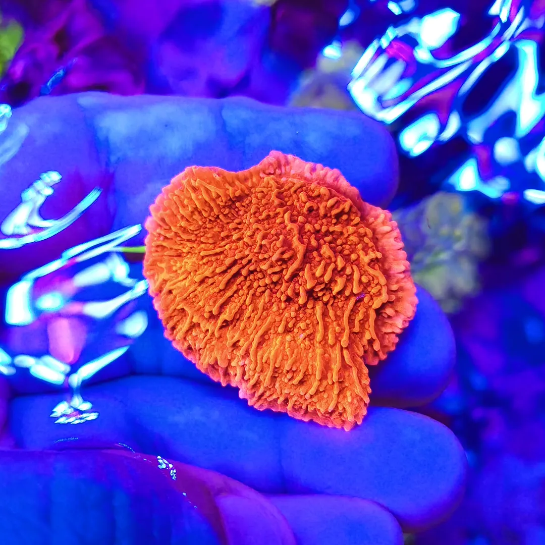 Montipora Plato Rojo (Frag)