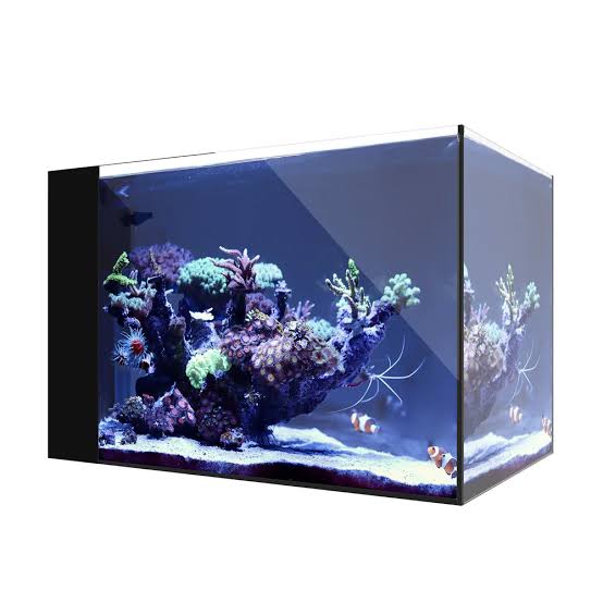 WaterBox Aquariums Acuario AIO 25 Peninsula